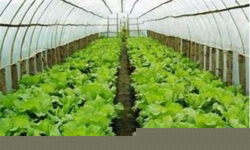 大棚蔬菜批发价格(大棚蔬菜批发市场)_https://www.cangshenghg.com_财经新闻_第1张