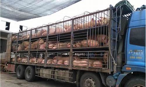生猪期货值得买吗今天行情(生猪期货值得买吗今天行情怎么样)_https://www.cangshenghg.com_A股_第1张