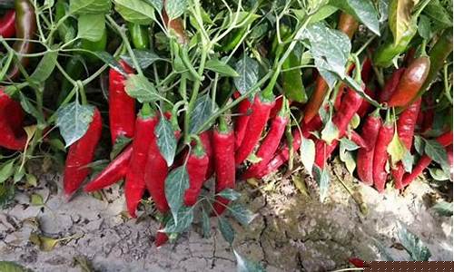 期货干辣椒价格最新行情(期货干辣椒价格最新行情分析)_https://www.cangshenghg.com_A股_第1张