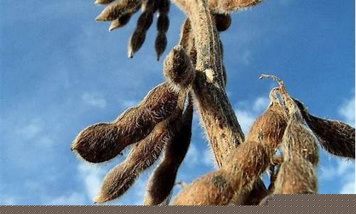 cbot豆类期货最新行情(豆类期货有哪些)_https://www.cangshenghg.com_创业板_第1张