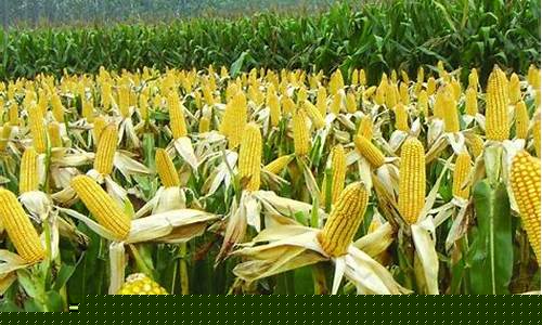 玉米期货新闻哪里看直播(玉米期货新闻哪里看直播的)_A股_第1张_华信财经网 玉米期货新闻哪里看直播(玉米期货新闻哪里看直播的)_https://www.cangshenghg.com_A股_第1张