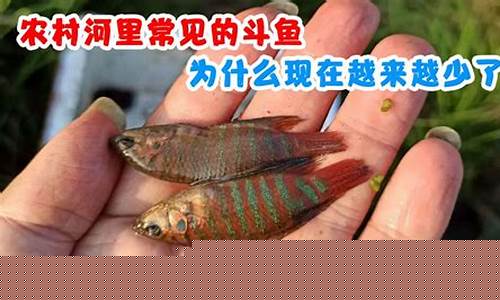 为什么斗鱼里没期货直播(斗鱼为什么不能播dota2)_https://www.cangshenghg.com_财经新闻_第1张