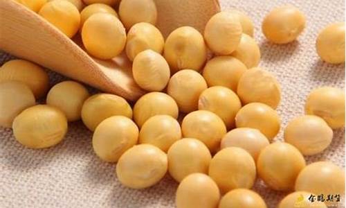 大豆期货开户(大豆期货投资)_https://www.cangshenghg.com_科创板_第1张