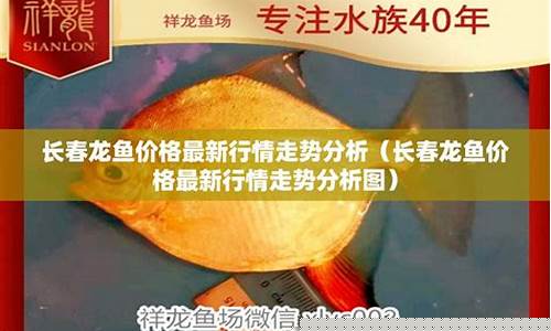 每日行情价格分析##渔鱼期货直播间（深度解读和分析获取市场动态信息）_https://www.cangshenghg.com_科创板_第1张